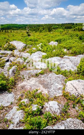 Bear Rocks Preserve, Naturschutzgebiet in West Virginia, USA Stockfoto