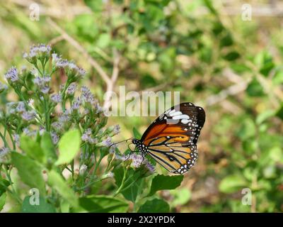 Orange mit weißem und schwarzem Muster auf dem Schmetterlingsflügel des Common Tiger, Monarch-Schmetterling auf der Suche nach Nektar auf Bitterbusch oder Siam-Unkrautblüte Stockfoto