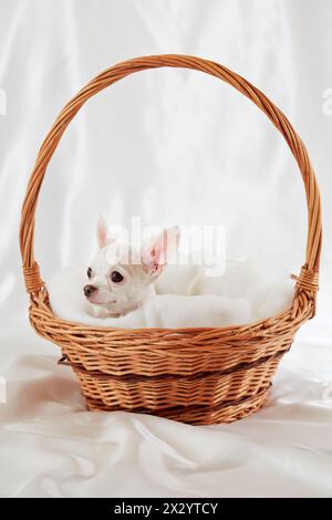 Weißer chihuahua liegt auf weißer Bettwäsche in Korb Stockfoto