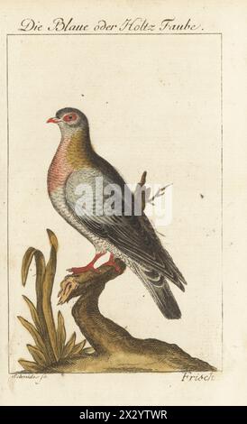 Taube oder Taube, Columba oenas. Die Blaue oder Holtz Taube, Hohltaube. Handkolorierter Kupferstich von Schmidt nach einer Illustration von Johann Leonhard frisch aus Bernhard Christian Ottos Ausgabe von Comte de Buffons Naturgeschichte der Vogel, Naturgeschichte der Vögel, Ben Joachim Pauli, Berlin, 1777. Stockfoto