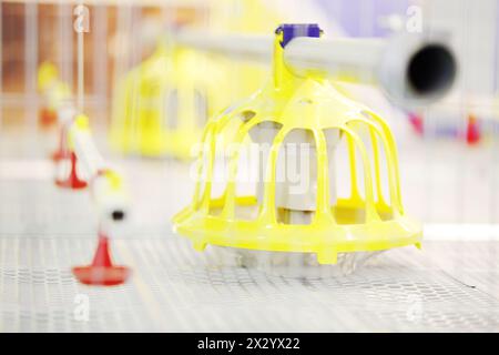 Nachweis von Kunststoff-Hühnerfuttermitteln in industriellen Brutschränken. Geringe Schärfentiefe. Stockfoto