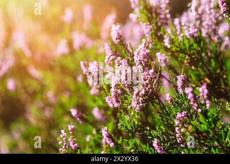 Nahaufnahme von Calluna vulgaris, gemeine Heidekraut-Blüten, die im Wald im goldenen Licht des Spätsommers wachsen. Stockfoto