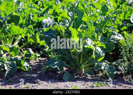 Zuckerrüben, Beta vulgaris, Pflanze wächst Mitte August auf dem Feld in Südfinnland. Stockfoto