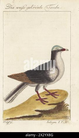 Weissgekrönte Taube, Patagioenas leucocephala. Die weiß gekronte Taube, weissgekronte Taube, Columba leucocephala. Handkolorierter Kupferstich von Wolff nach einer Illustration von Johan Seligmann aus Bernhard Christian Ottos Ausgabe von Comte de Buffons Naturgeschichte der Vogel, Naturgeschichte der Vögel, Ben Joachim Pauli, Berlin, 1777. Stockfoto