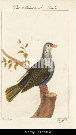 Grüne Kaisertaube, Ducula aenea. Die Malukkische Taube, Molukkische Ringeltaube, Pigeon ramier des Molucques, Columba moluccensis, Palumbus moluccensis. Handkolorierter Kupferstich von Schmidt nach einer Illustration von Francois-Nicolas Martinet aus Bernhard Christian Ottos Ausgabe von Comte de Buffons Naturgeschichte der Vogel, Naturgeschichte der Vögel, Ben Joachim Pauli, Berlin, 1777. Stockfoto