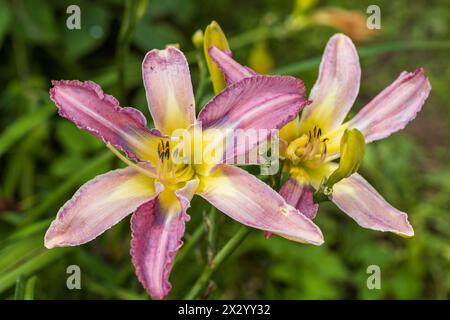 Hemerocallis, Mildred Mitchell Daylily im Garten Stockfoto