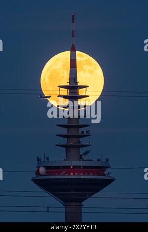 Vollmond der Vollmond zieht hinter der Spitze des Europaturms in Frankfurt am Main vorbei. Frankfurt am Main Hessen Deutschland *** Vollmond der Vollmond vergeht hinter der Spitze des Europaturms in Frankfurt am Main Frankfurt am Main Hessen Deutschland 2024-04-23 ffm vollmond europaturm 02 Stockfoto