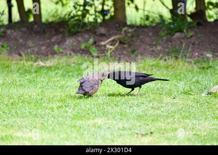 Männlicher gemeiner Amsel, der seine Jungen in einem Garten füttert, Little Clacton Essex UK. Stockfoto