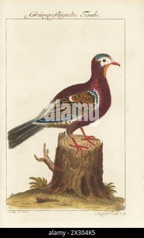 Gewöhnliche Smaragdtaube, asiatische Smaragdtaube oder graue Smaragdtaube, Chalcophaps indica. Die indianische Grungeflugelte Taube, Columba alis viridibus, Pigeon a ailes vertes, Grüne geflügelte Taube. Handkolorierter Kupferstich von Schmidt nach einer Illustration von Johan Seligmann aus Bernhard Christian Ottos Ausgabe von Comte de Buffons Naturgeschichte der Vogel, Naturgeschichte der Vögel, Ben Joachim Pauli, Berlin, 1777. Stockfoto