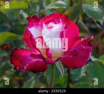 „Double Delight“ Hybrid Tea Rose in Blüte. San Jose Municipal Rose Garden, San Jose, Kalifornien, USA. Stockfoto