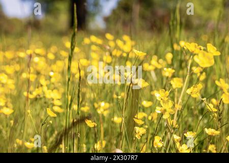 Nahaufnahme der Flower Meadow Buttercups im Sommer Stockfoto