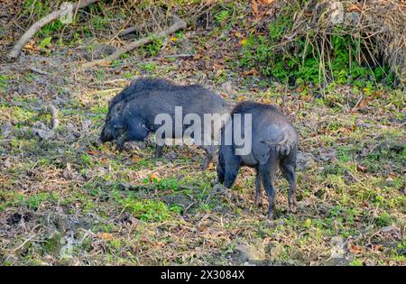 Wildschweinweiden Stockfoto