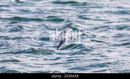 Romanshorn, Schweiz - 20. Februar 2022: Bei stürmischem Wetter haben auch die Möwen bestes Flugwetter. Stockfoto