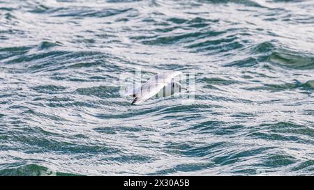 Romanshorn, Schweiz - 20. Februar 2022: Bei stürmischem Wetter haben auch die Möwen bestes Flugwetter. Stockfoto