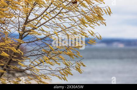 Romanshorn, Schweiz - 20. Februar 2022: Auch die Blühten des Haselnussbaums werden heftig durchgeweht. Stockfoto