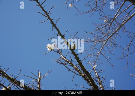 Ein Zweig einer Seidenseide, ein exotischer Baum Ceiba speciosa. Chorisia-Baumrinde mit vielen Dornen bedeckt Stockfoto