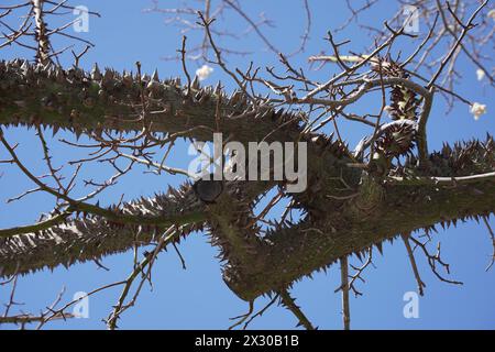 Ein Zweig einer Seidenseide, ein exotischer Baum Ceiba speciosa. Chorisia-Baumrinde mit vielen Dornen bedeckt Stockfoto
