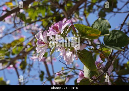 Bauhinia purpurea Baum blüht in Israel Stockfoto