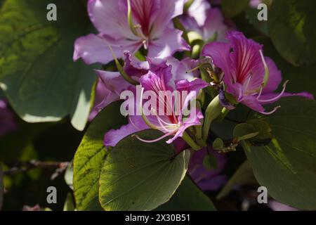 Bauhinia purpurea Baum blüht in Israel Stockfoto