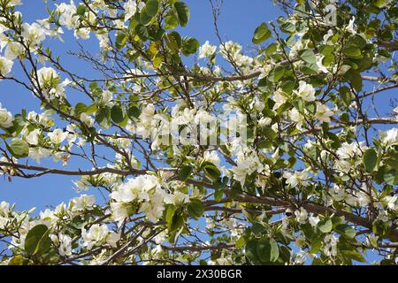 Bauhinia purpurea Baum blüht in Israel Stockfoto