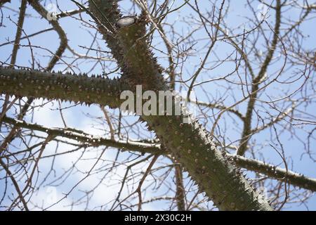 Ein Zweig einer Seidenseide, ein exotischer Baum Ceiba speciosa. Chorisia-Baumrinde mit vielen Dornen bedeckt Stockfoto