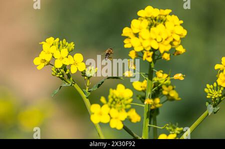 Eine Biene flag bei blühenden Raps auf einem Agrarfeld im Zürcher Weinland. (Andelfingen, Schweiz, 15.04.2022) Stockfoto