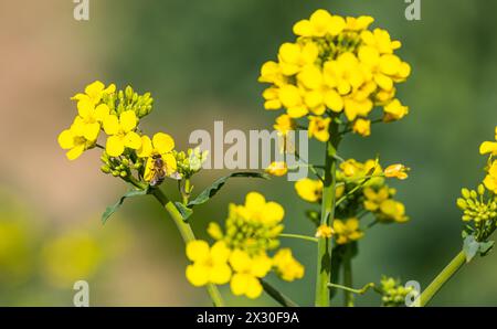 Eine Biene flag bei blühenden Raps auf einem Agrarfeld im Zürcher Weinland. (Andelfingen, Schweiz, 15.04.2022) Stockfoto