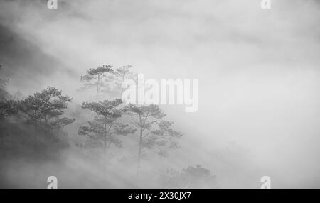 Landschaft eines frühen morgens mit Nebel und Bäumen im Hochland in da Lat Vietnam. Morgengrauen auf dem Hügel, Sonnenlicht durchdringt den Nebel Stockfoto