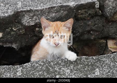 Eine kleine orangene weiße Katze, die hinter der Gosse rausblickt und in die Kamera blickt Stockfoto
