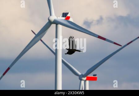 20. April 2024, Brandenburg, Sieversdorf: Ein Roter Drachen (Milvus milvus) fliegt vor einem Windpark mit mehreren Windrädern. Raubvögel wie Roter Drachen, Bussard und Seeadler sind besonders gefährdet. Nach Schätzungen des Deutschen Natur- und Biodiversitätsschutzverbandes (NABU) werden jährlich rund 100.000 Vögel durch Windräder getötet. Foto: Patrick Pleul/dpa Stockfoto