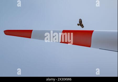 20. April 2024, Brandenburg, Sieversdorf: Ein Bussard fliegt in der Nähe der Schaufel einer Windenergieanlage. Raubvögel wie Roter Drachen, Bussard und Seeadler sind besonders gefährdet. Nach Schätzungen des Deutschen Natur- und Biodiversitätsschutzverbandes (NABU) werden jährlich rund 100.000 Vögel durch Windräder getötet. Foto: Patrick Pleul/dpa Stockfoto