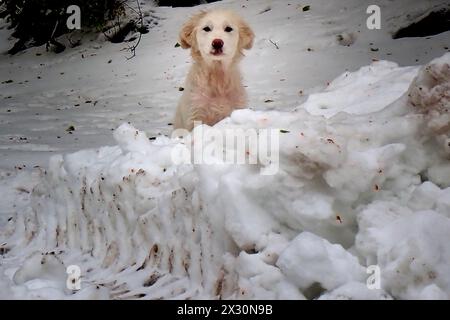 Weißer Hund im Schnee verlassen. Am 21. April bedeckte der starke Schneefall die Bocca della Selva, ein Weiler in der Gemeinde Cusano Mutri, in aro Stockfoto