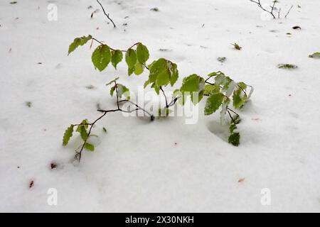 Setzlinge mit grünen Blättern, bedeckt mit Schnee. Am 21. April bedeckte der starke Schneefall die Bocca della Selva, ein Weiler in der Gemeinde Cusano Mutri, Lo Stockfoto