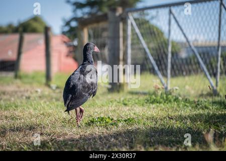 Pukeko Vogel wandert auf einem Feld Stockfoto