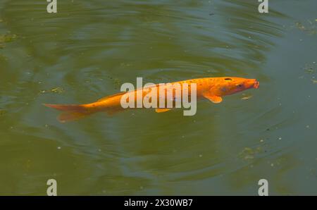 Japanische Karpfen im Parkweiher im Kurzpark in der Aargauer Gemeinde Bad Zurzach. Um 100 verschiedene Zucharten sind bekannt. (Bad Zurzach, Schwei Stockfoto