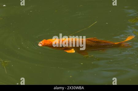 Japanische Karpfen im Parkweiher im Kurzpark in der Aargauer Gemeinde Bad Zurzach. Um 100 verschiedene Zucharten sind bekannt. (Bad Zurzach, Schwei Stockfoto