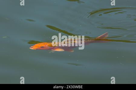 Japanische Karpfen im Parkweiher im Kurzpark in der Aargauer Gemeinde Bad Zurzach. Um 100 verschiedene Zucharten sind bekannt. (Bad Zurzach, Schwei Stockfoto
