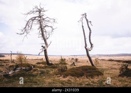 Hohes Venn, Belgien, 21.04.2024: Reisereportage, das hohe Venn ist eine grenzübergreifende, schildförmig gewölbte Hochfläche in Deutschland und Belgie Stockfoto