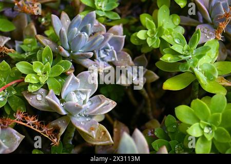 Sedum palmeri und Graptopetalum saftige Blätter bedeckt mit Wassertropfen Stockfoto