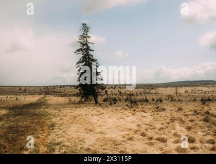 Hohes Venn, Belgien, 21.04.2024: Reisereportage, das hohe Venn ist eine grenzübergreifende, schildförmig gewölbte Hochfläche in Deutschland und Belgie Stockfoto