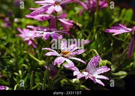 Blumenbeet mit hellvioletten Gänseblümchen nach Regen Stockfoto