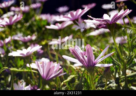 Das Feld der Flieder-Gänseblümchen nach Regen an einem sonnigen Tag Stockfoto