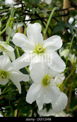 Clematis x cartmanii „Lawinen“ Stockfoto