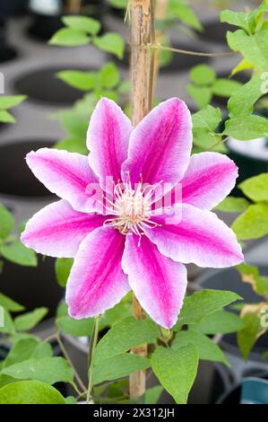 Clematis 'Nelly Moser' Stockfoto