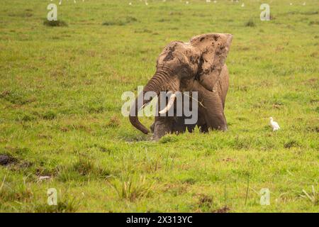 Ein junger afrikanischer Elefant, der in Sumpfgebieten im Amboseli-Nationalpark, Kenia, planscht Stockfoto
