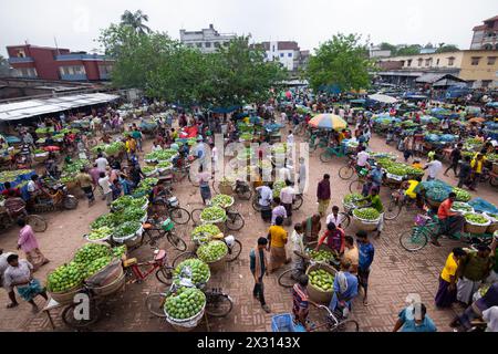 Chapainawabganj, Rajshahi, Bangladesch. April 2024. Tausende von leuchtend grünen Mangos werden von Verkäufern organisiert, während sie sich auf einen Tag auf dem größten Mangomarkt in Kansat, Chapainawabganj, Bangladesch, vorbereiten. Jeden Tag bringen Mangobauern aus der Umgebung sie mit Fahrrädern auf den Markt. Auf diesem Markt werden täglich rund 1200 Tonnen Mangos verkauft. Es ist der größte Mangomarkt des Landes. Bangladesch produziert im Allgemeinen etwa 800.000 Tonnen Mangos auf 51.000 Hektar Land. Allein Chapainawabganj produziert auf 23.282 Hektar Land fast 200.000 Tonnen Mangos. Mango Stockfoto