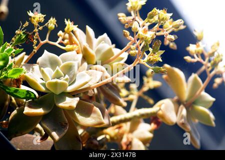 Ein blühender Graptopetalum Sukkulent, der an einem sonnigen Tag aus nächster Nähe fotografiert wurde Stockfoto