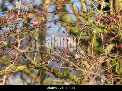 Böhmische Wachsflügel (Bombycilla garrulus), die Weißdornbeeren fressen. Milton Keynes England Großbritannien. Februar 2024 Stockfoto