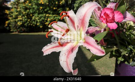 Orientalische Hybrid frische Lilienblume Nahaufnahme mit ogrünem Garten Hintergrund Stockfoto