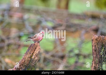 Männlicher Redpoll (Carduelis flammea) auf verfallendem Baumstamm, Ringford Schottland Großbritannien. April 2024., Stockfoto